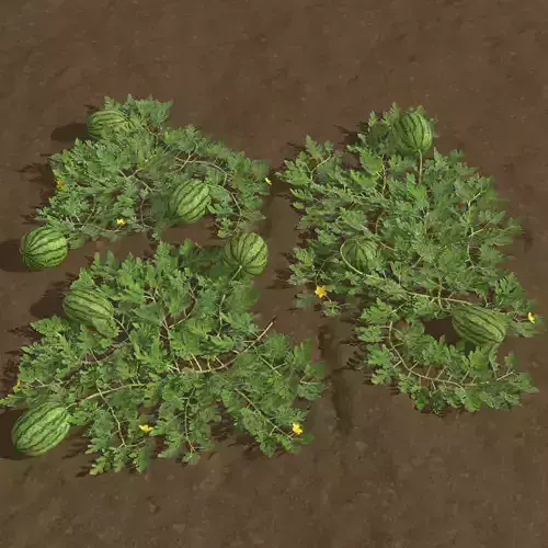 watermelon plantation Low-poly 3D model