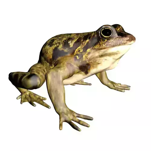 Frog 3D model