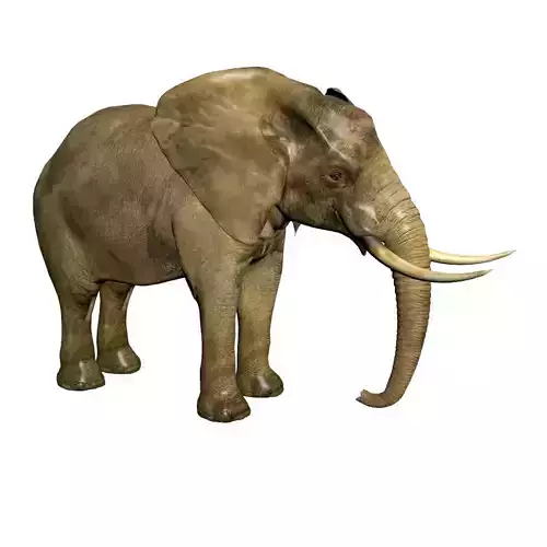 Elephant with tusks
