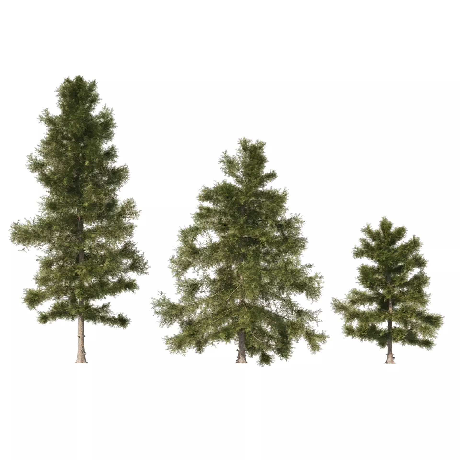3 Cyprus Cedar Trees Low-poly 3D model