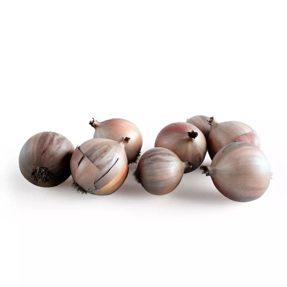 Onions 3d model Vray shaders 3D model_0