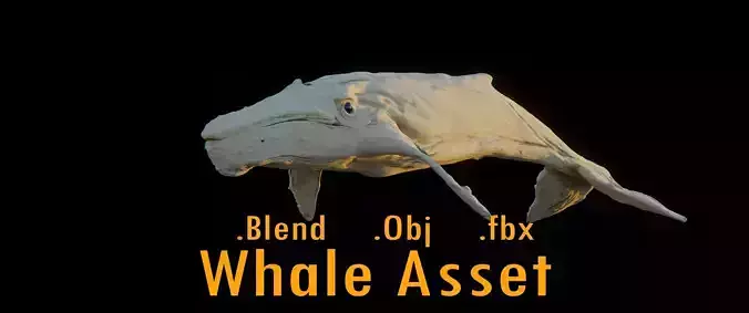 Albino Whale  -  Migaloo 3D model
