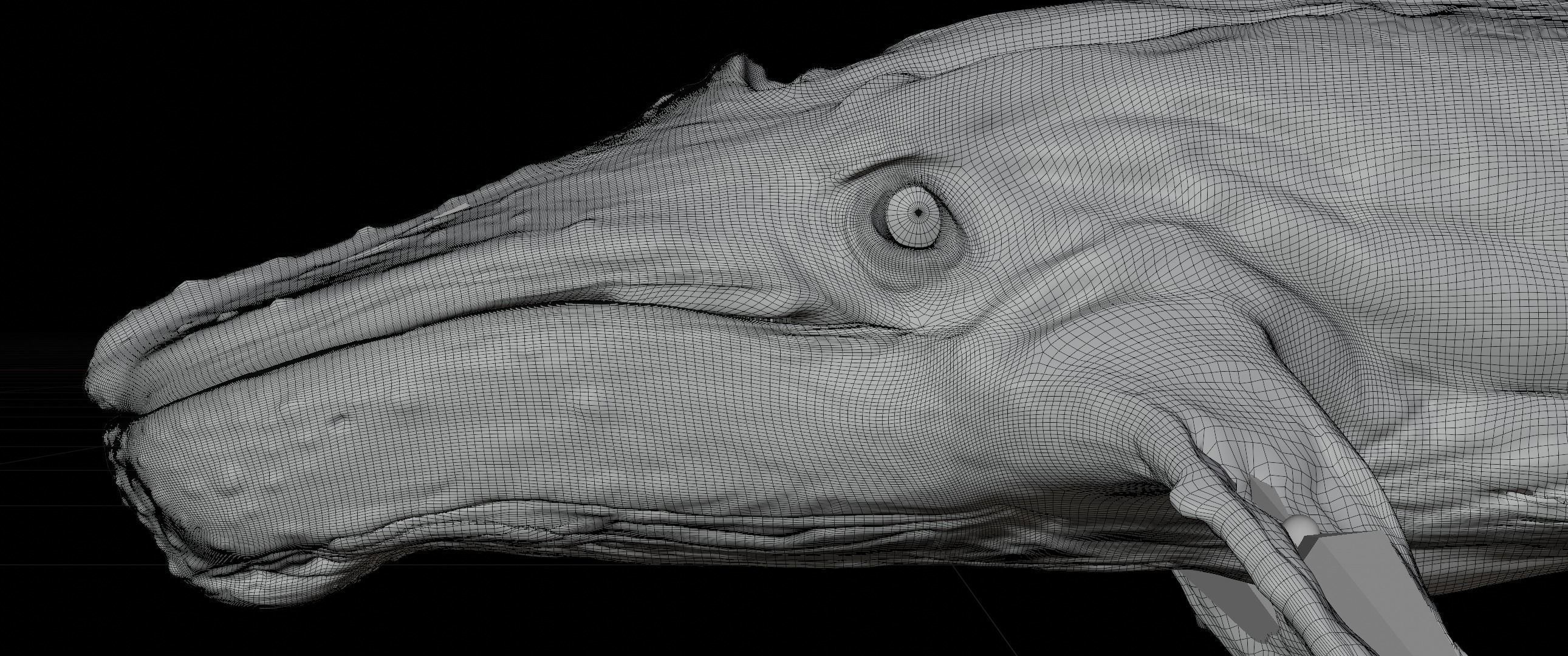 Albino Whale  -  Migaloo 3D model_9