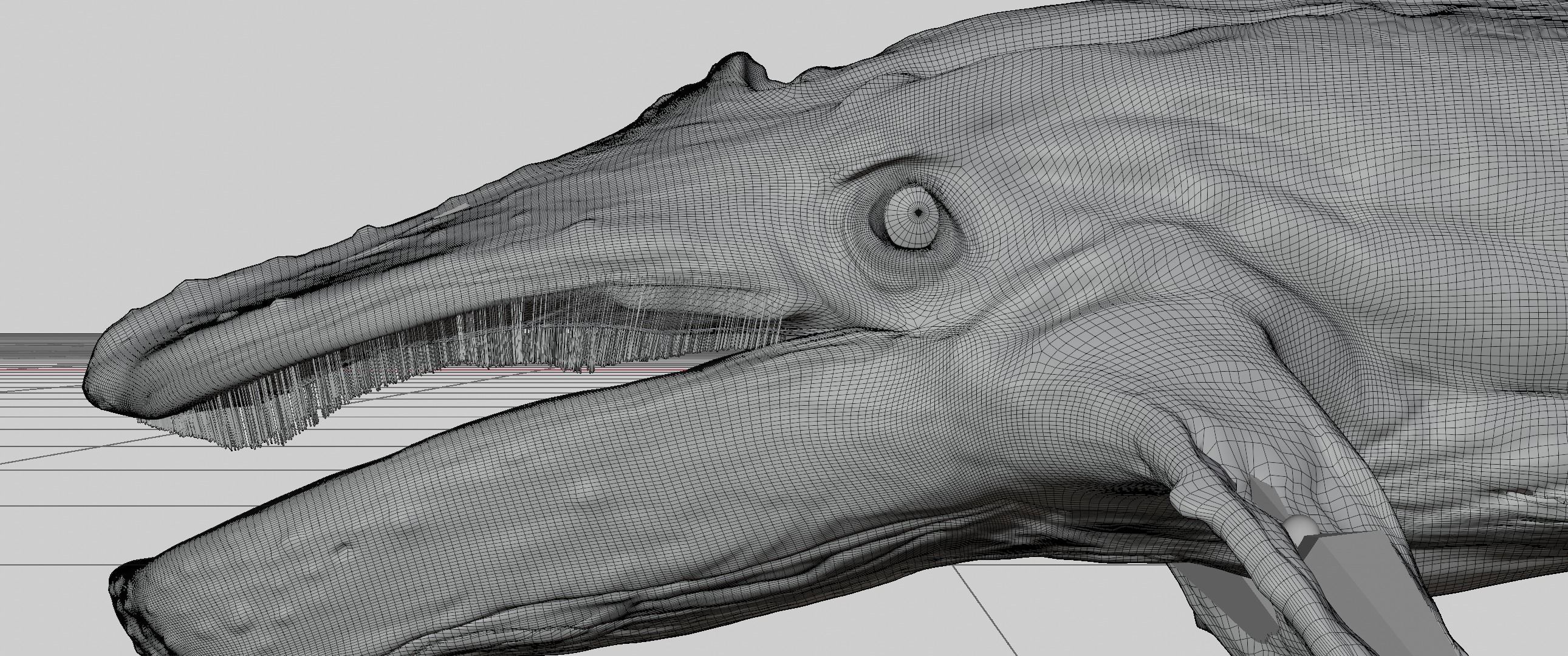 Albino Whale  -  Migaloo 3D model_8