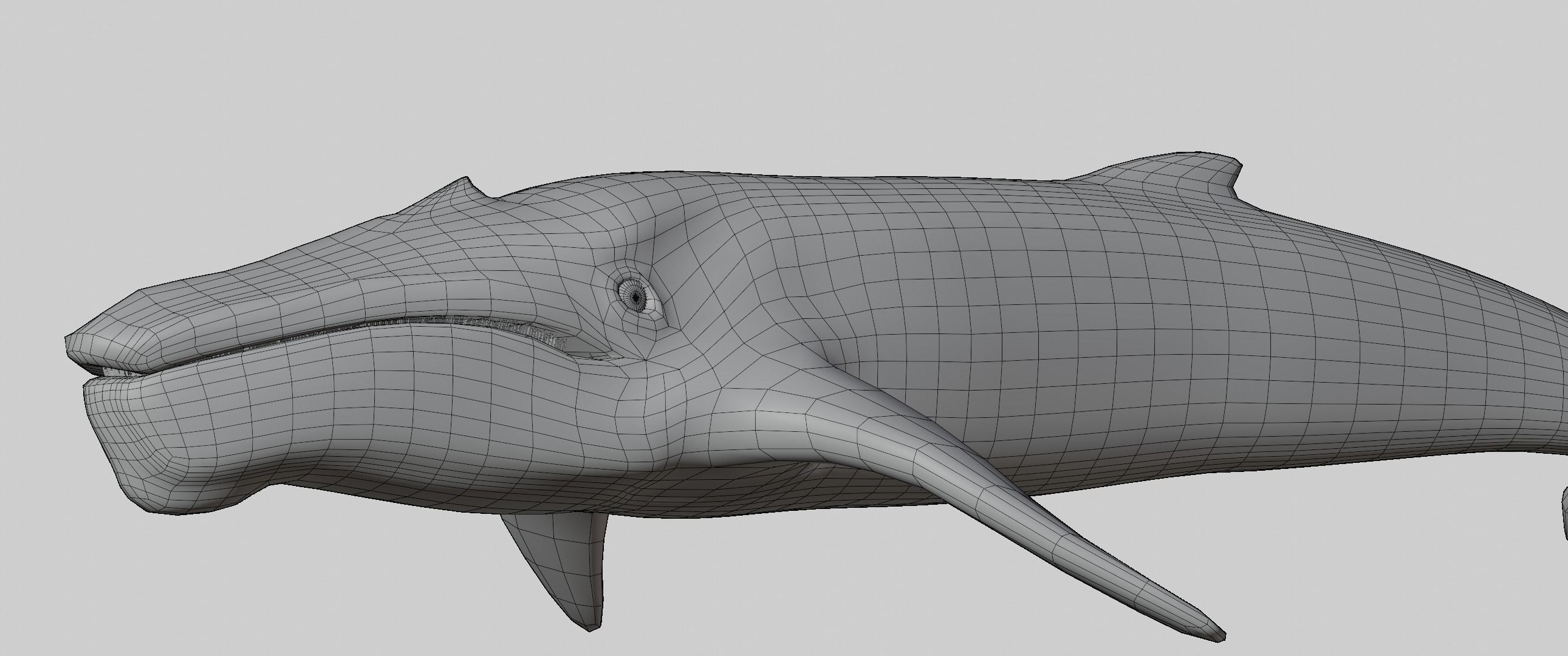 Albino Whale  -  Migaloo 3D model_7