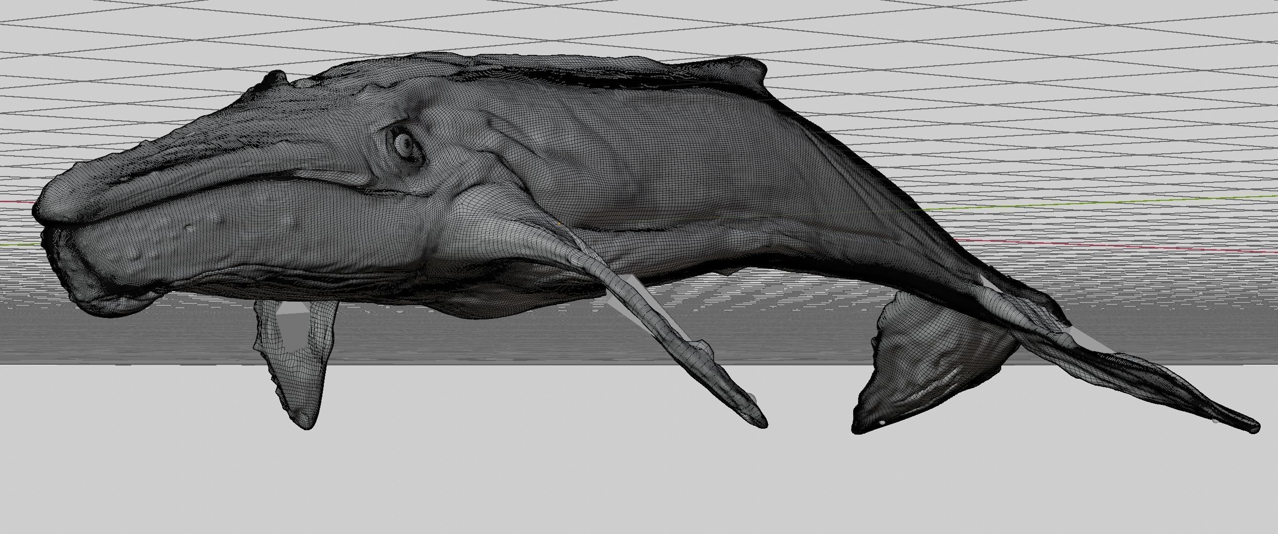 Albino Whale  -  Migaloo 3D model_10