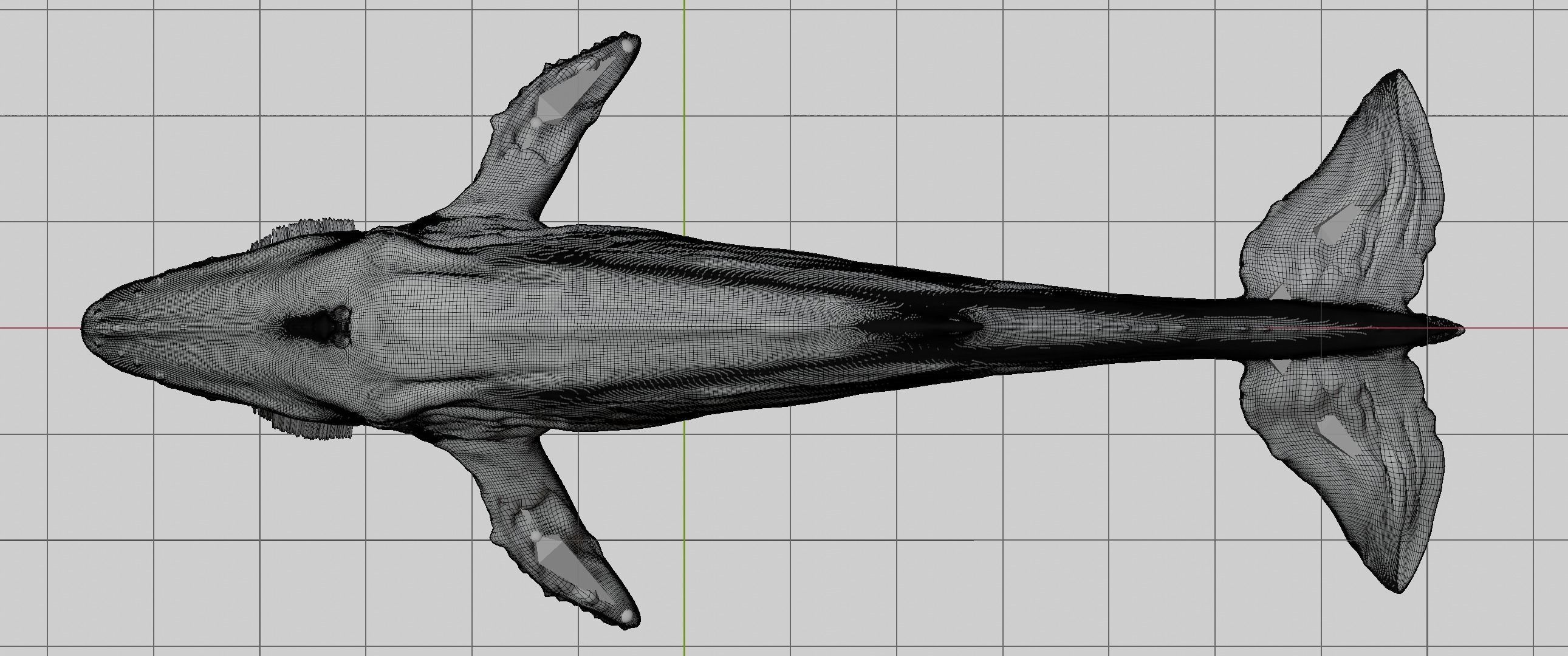 Albino Whale  -  Migaloo 3D model_11