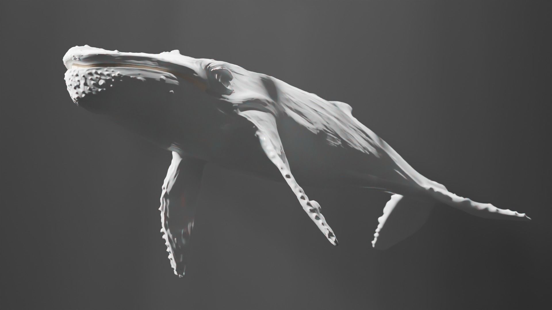 Albino Whale  -  Migaloo 3D model_4