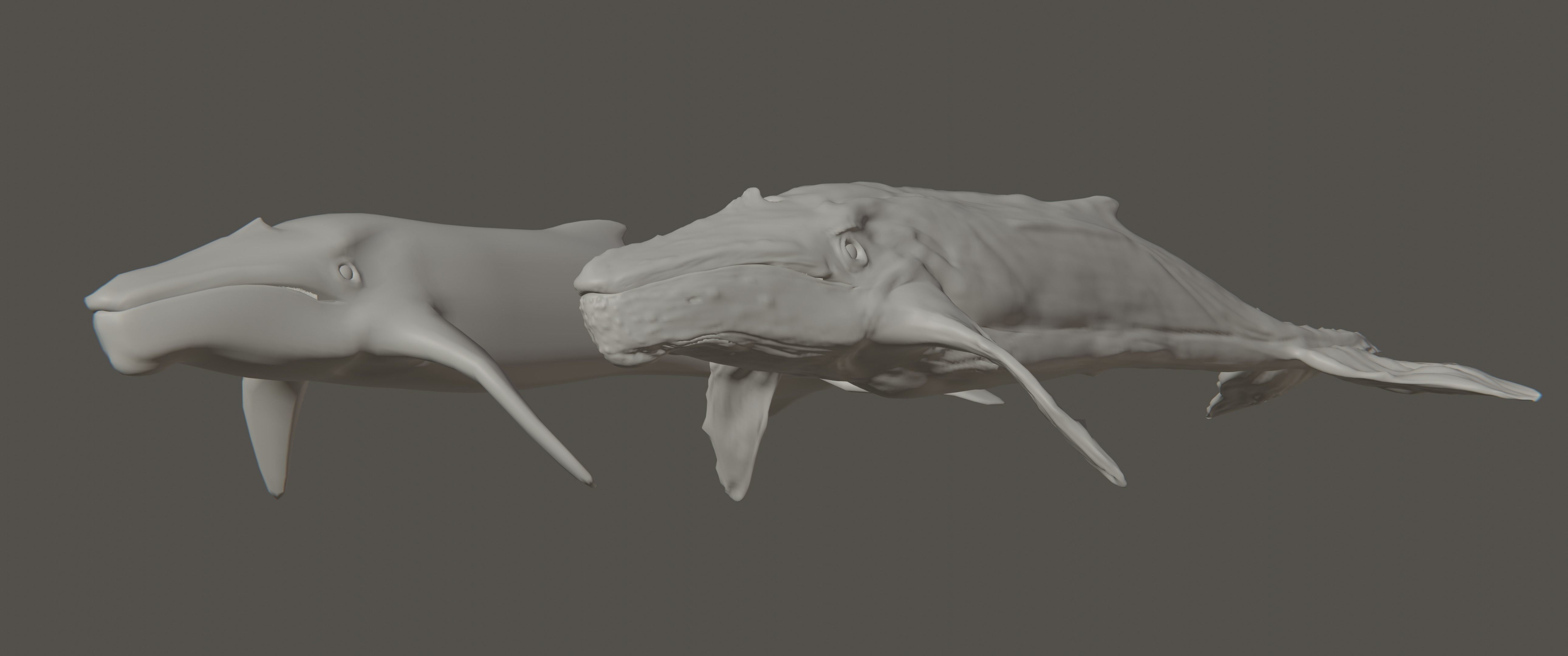 Albino Whale  -  Migaloo 3D model_5