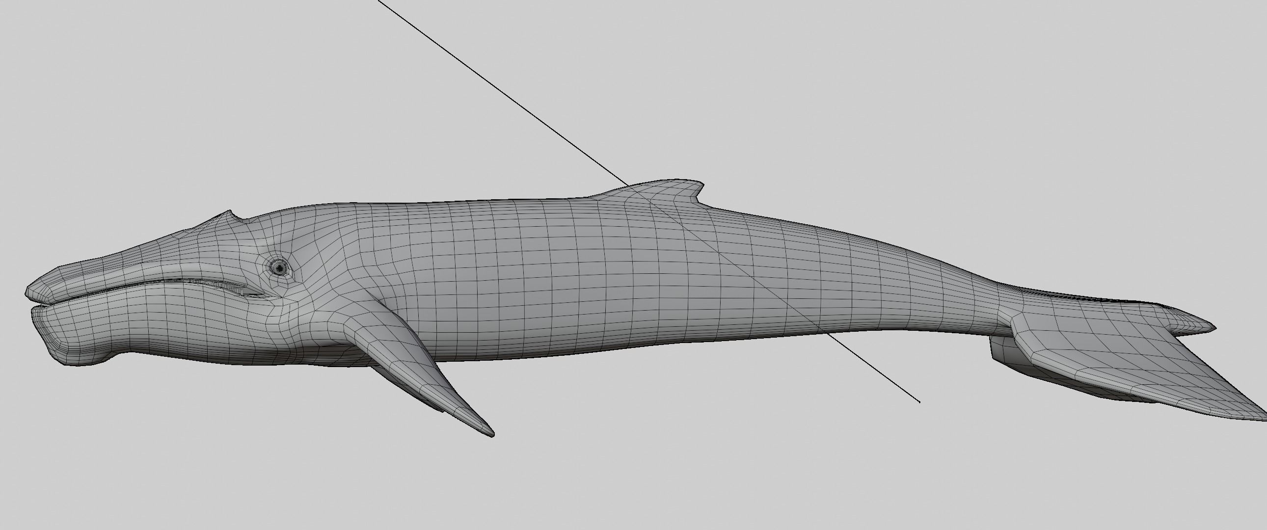 Albino Whale  -  Migaloo 3D model_6