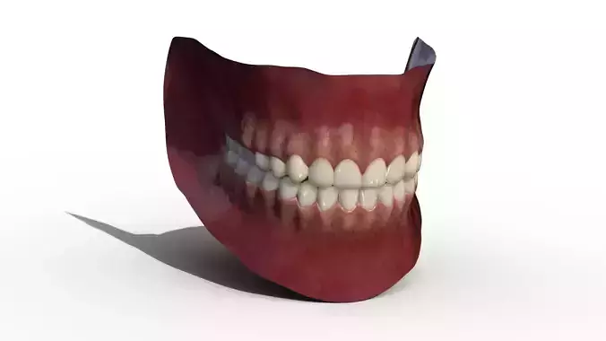Mouth Model human with teeth