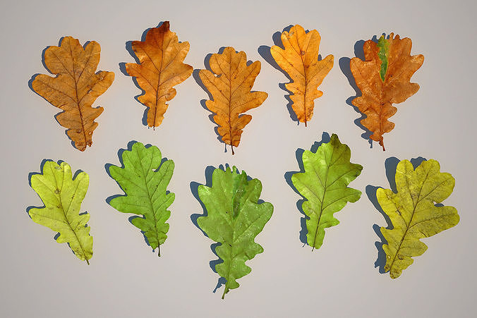 Oak Tree Leaves 3D model