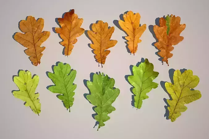 Oak Tree Leaves 3D model