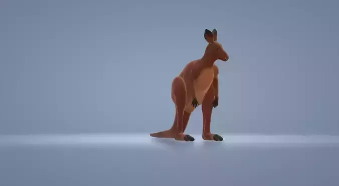 Kanguru kangaroo