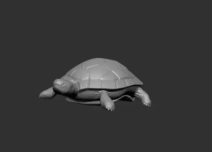 High-res realistic Turtle 