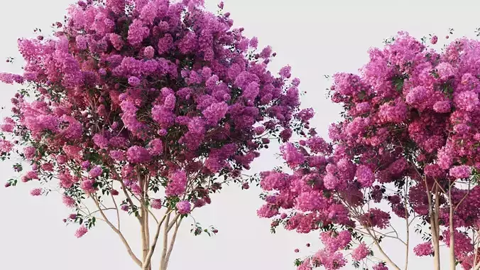 crape myrtle