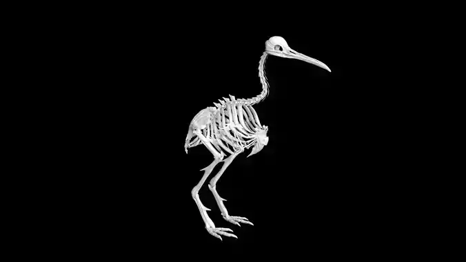 Kiwi skeleton Low-poly 3D model