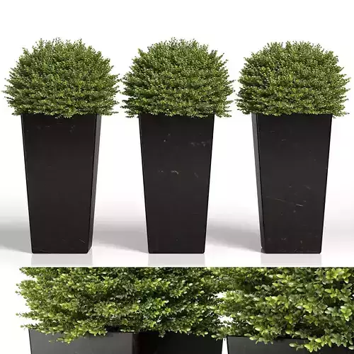 Buxus sempervirens in modern planters