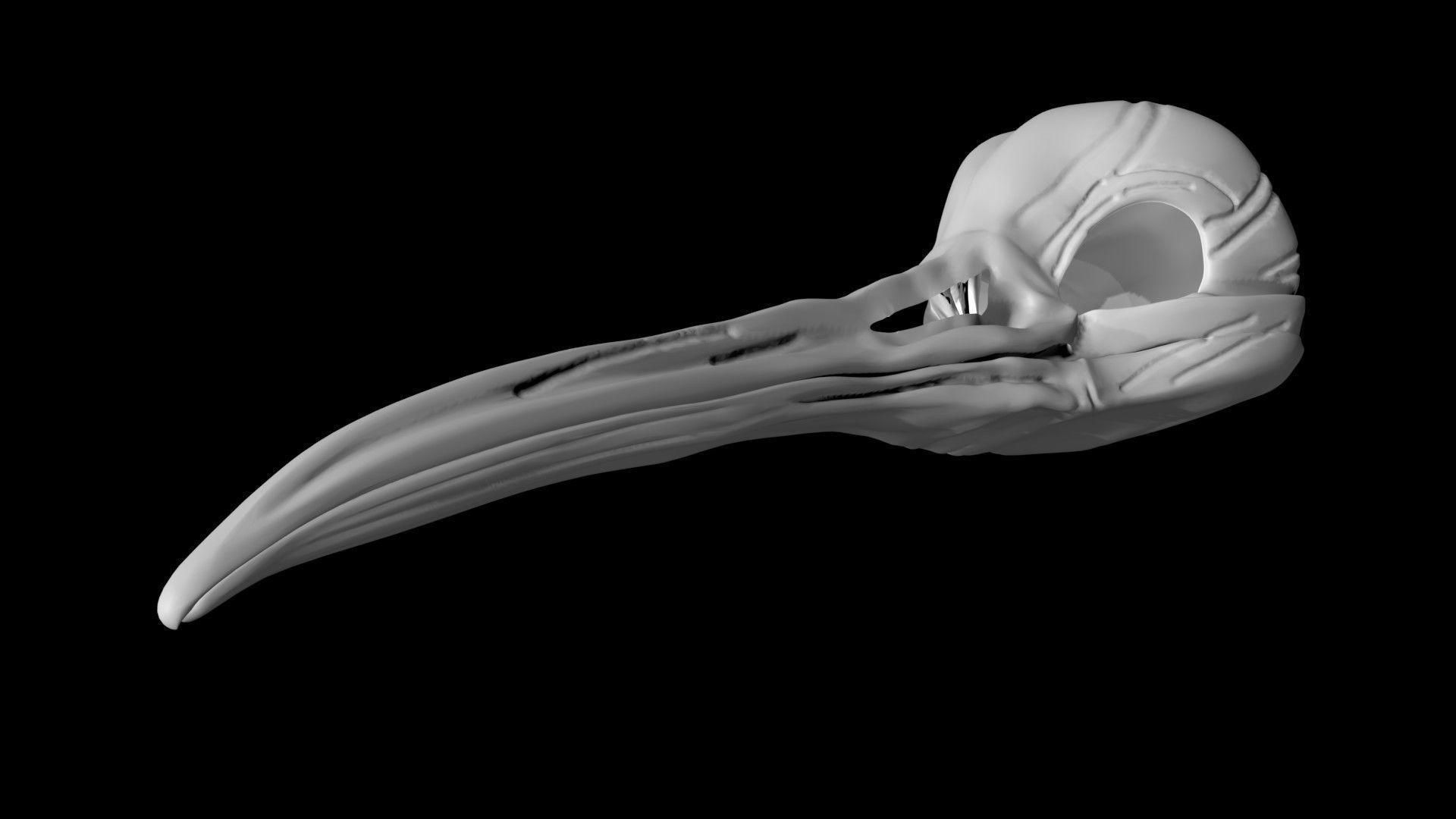 Kiwi skull Low-poly 3D model_2