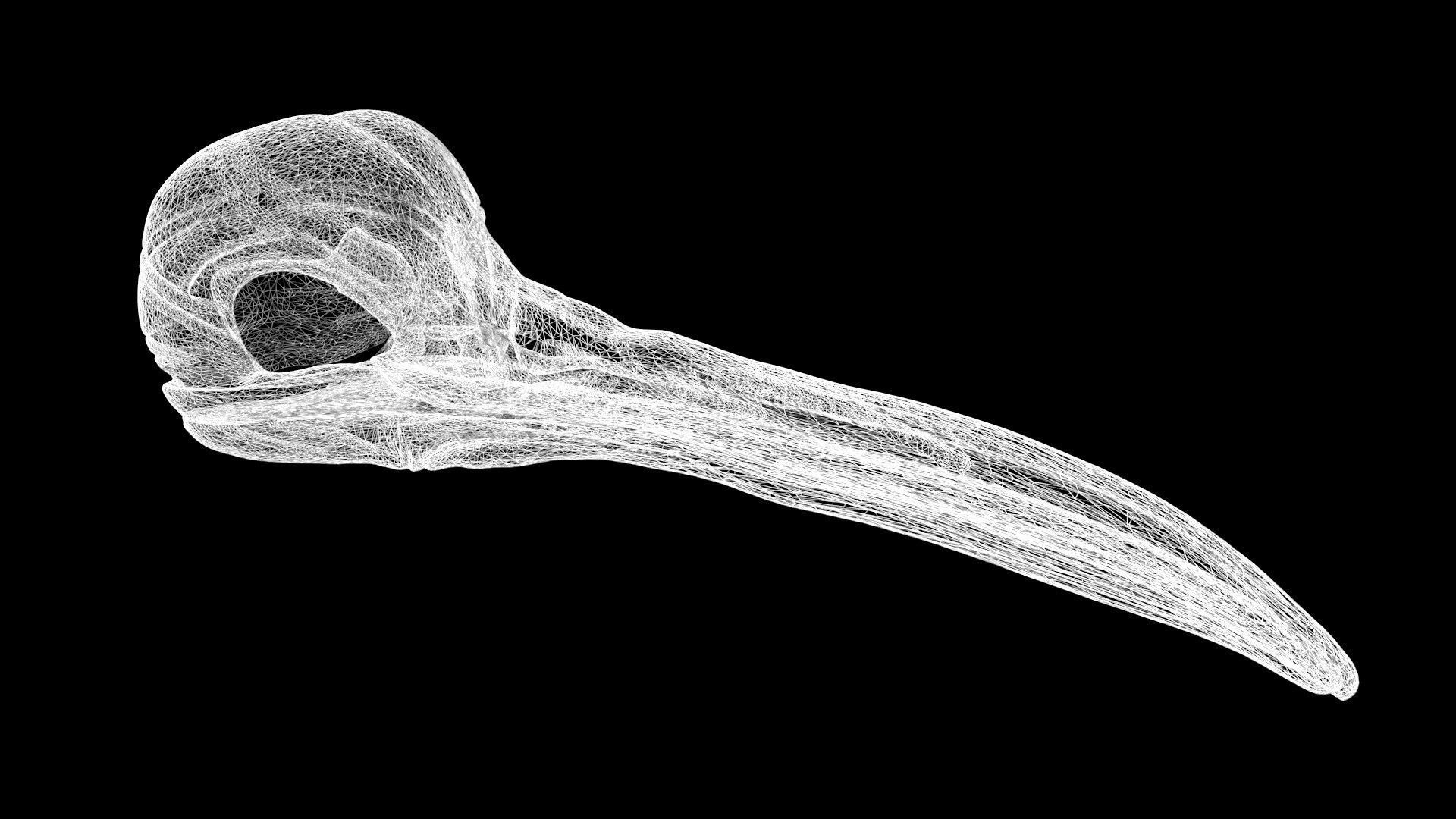 Kiwi skull Low-poly 3D model_7