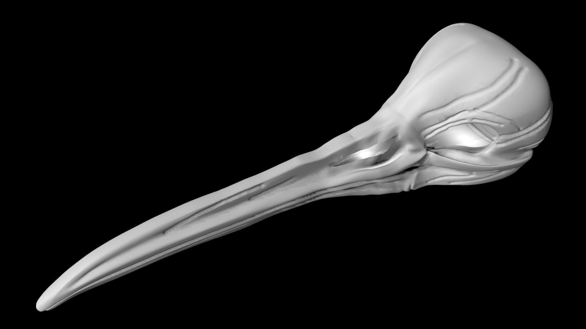 Kiwi skull Low-poly 3D model_4