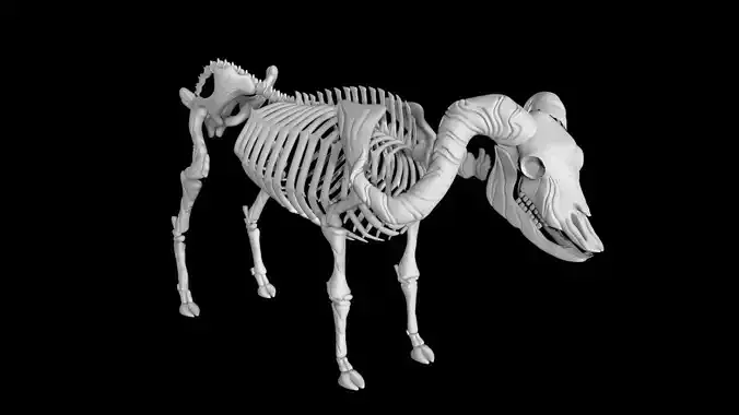 Buffalo skeleton Low-poly 3D model