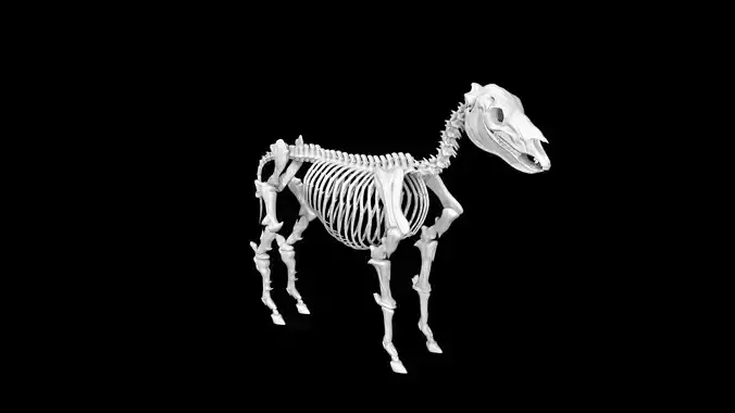 Zebra skeleton Low-poly 3D model