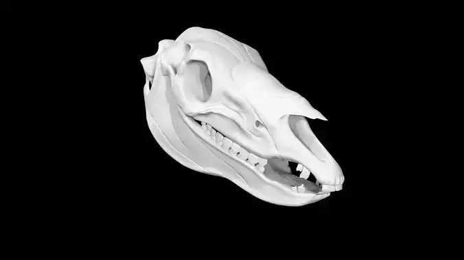 Zebra skull