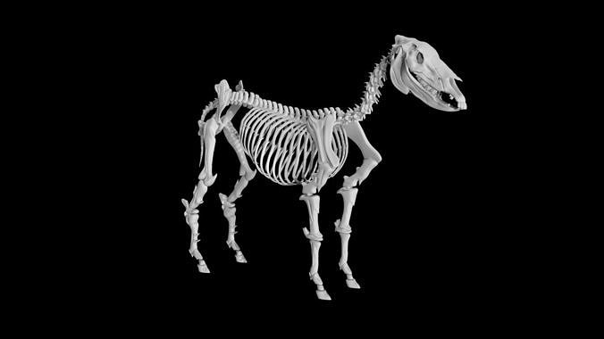 Donkey skeleton Low-poly 3D model