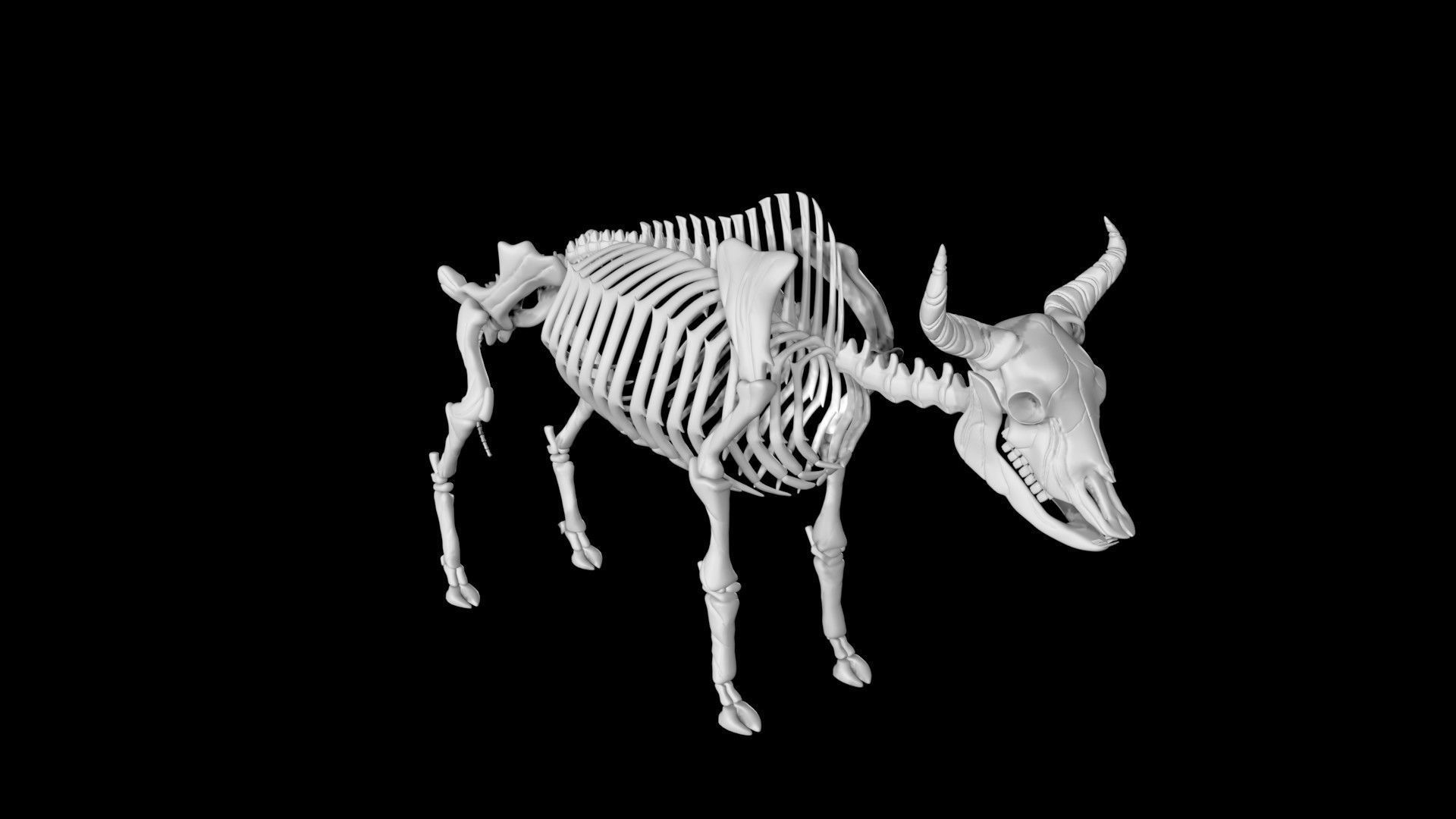 Bison skeleton Low-poly 3D model_5