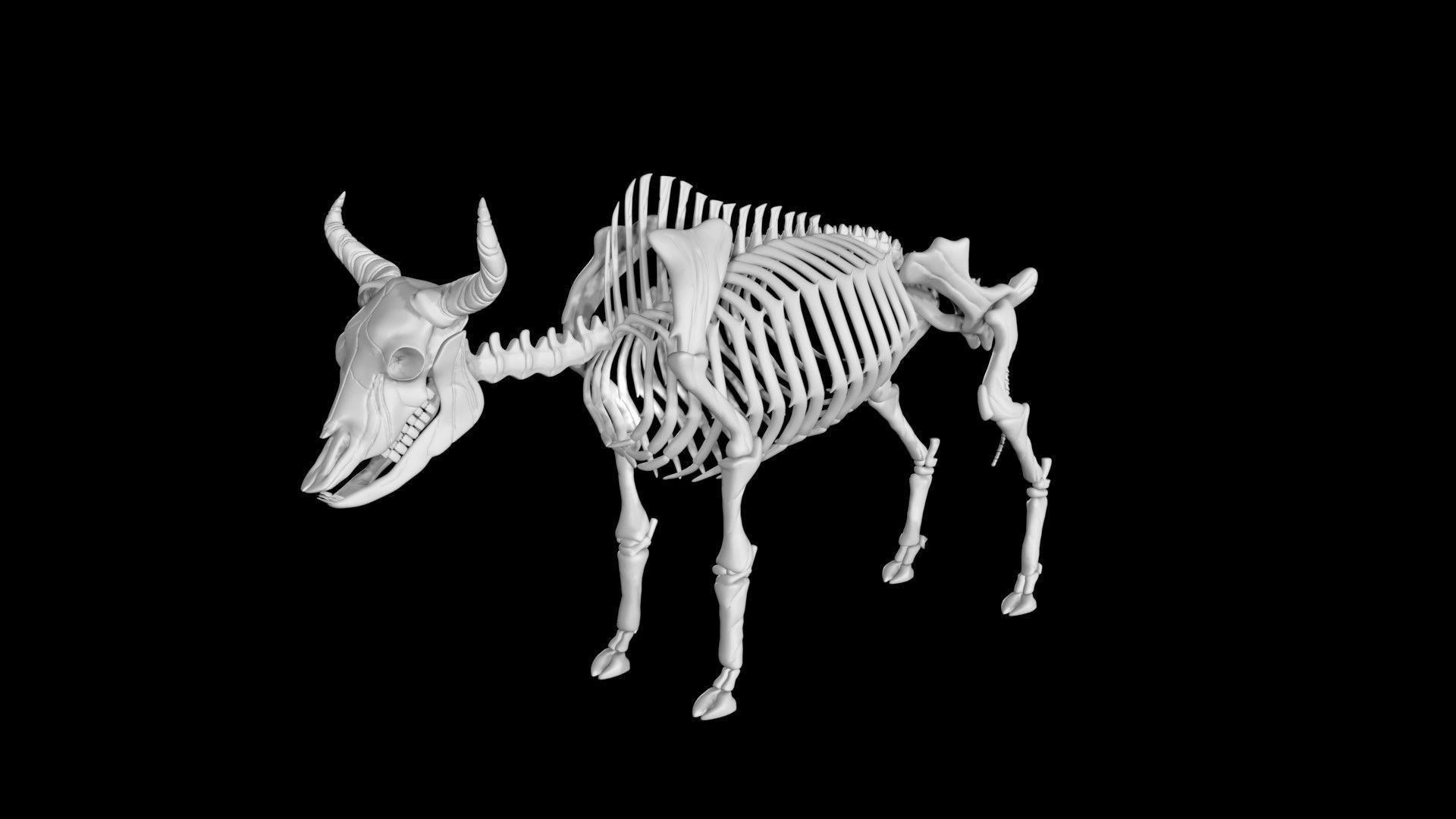 Bison skeleton Low-poly 3D model_2