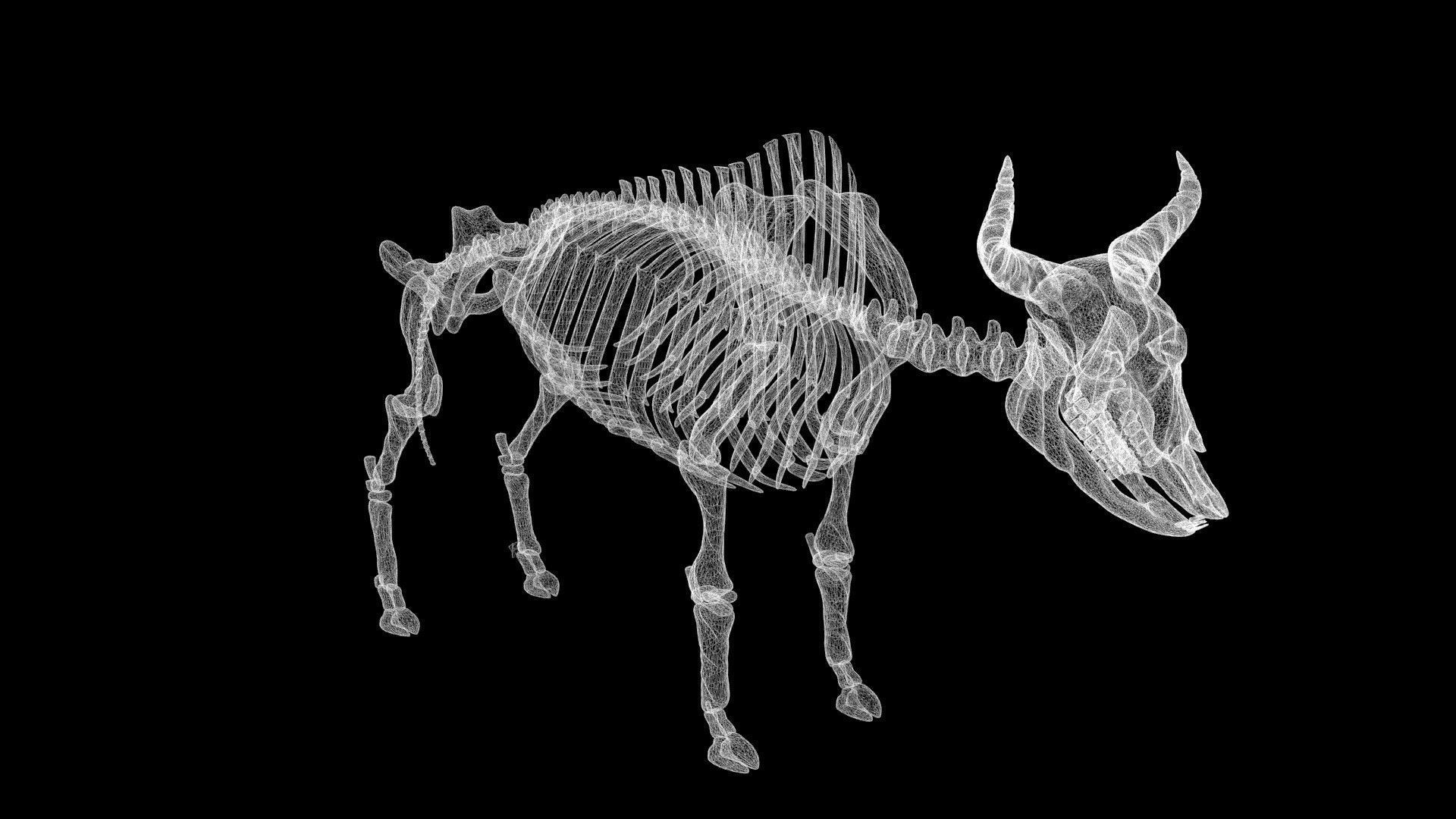 Bison skeleton Low-poly 3D model_6