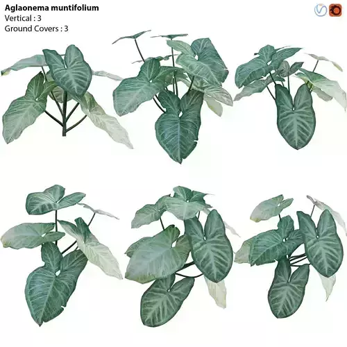 Aglaonema muntifolium