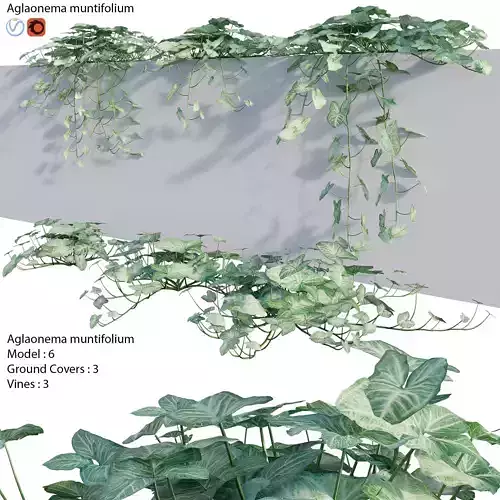 Aglaonema muntifolium 02 3D model