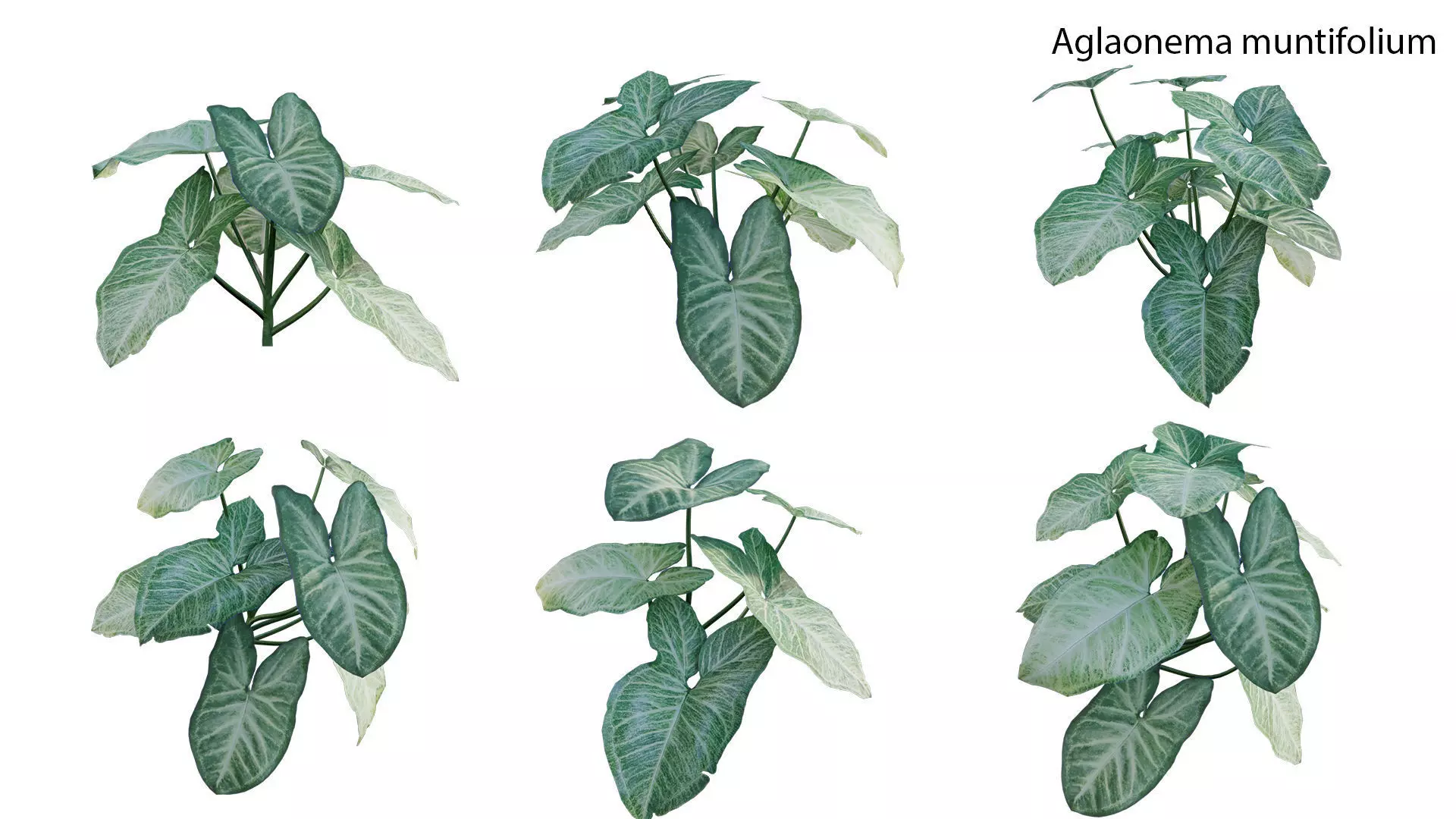 Aglaonema muntifolium GrowFX 3D model_0