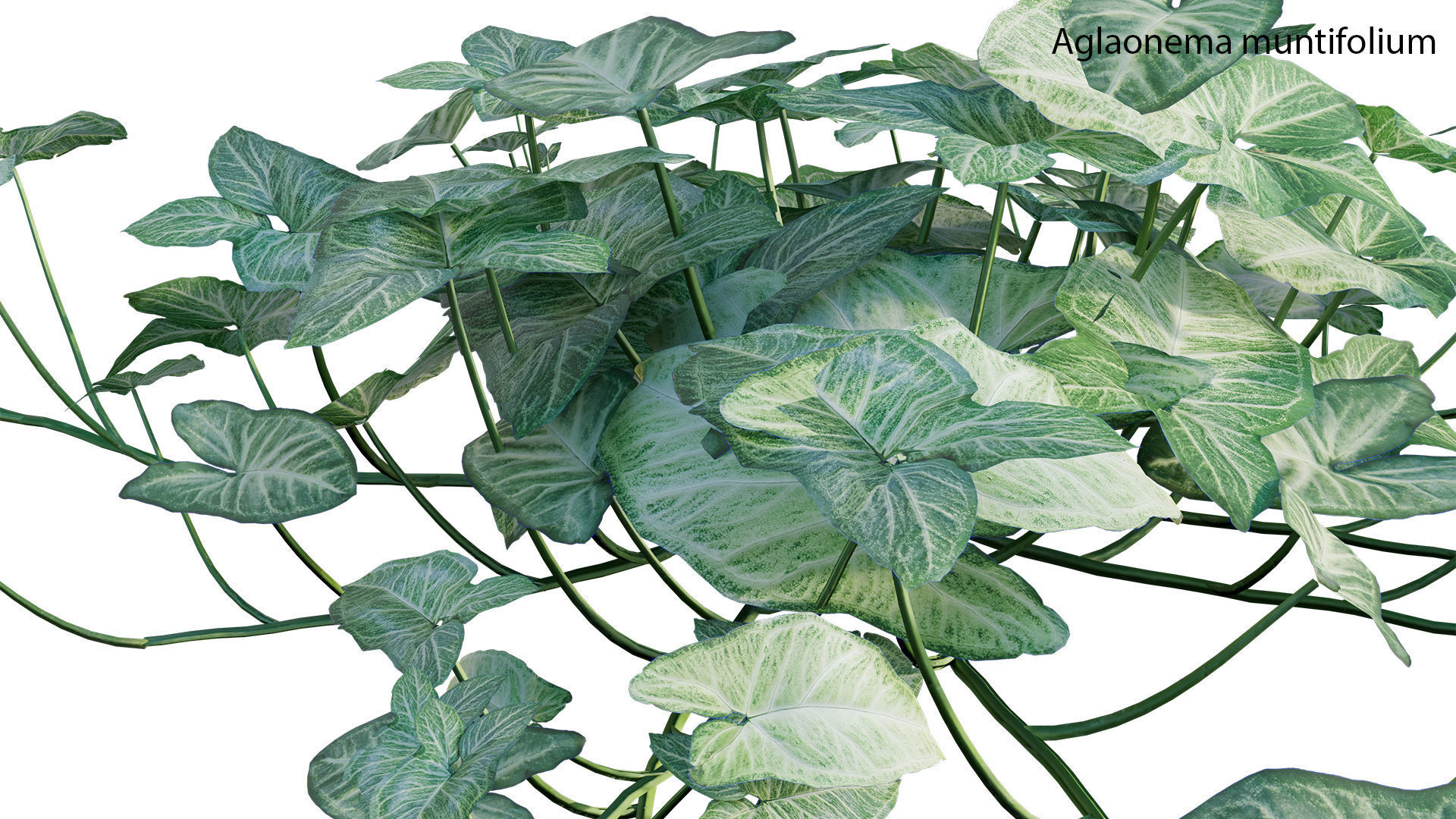 Aglaonema muntifolium GrowFX 3D model_2