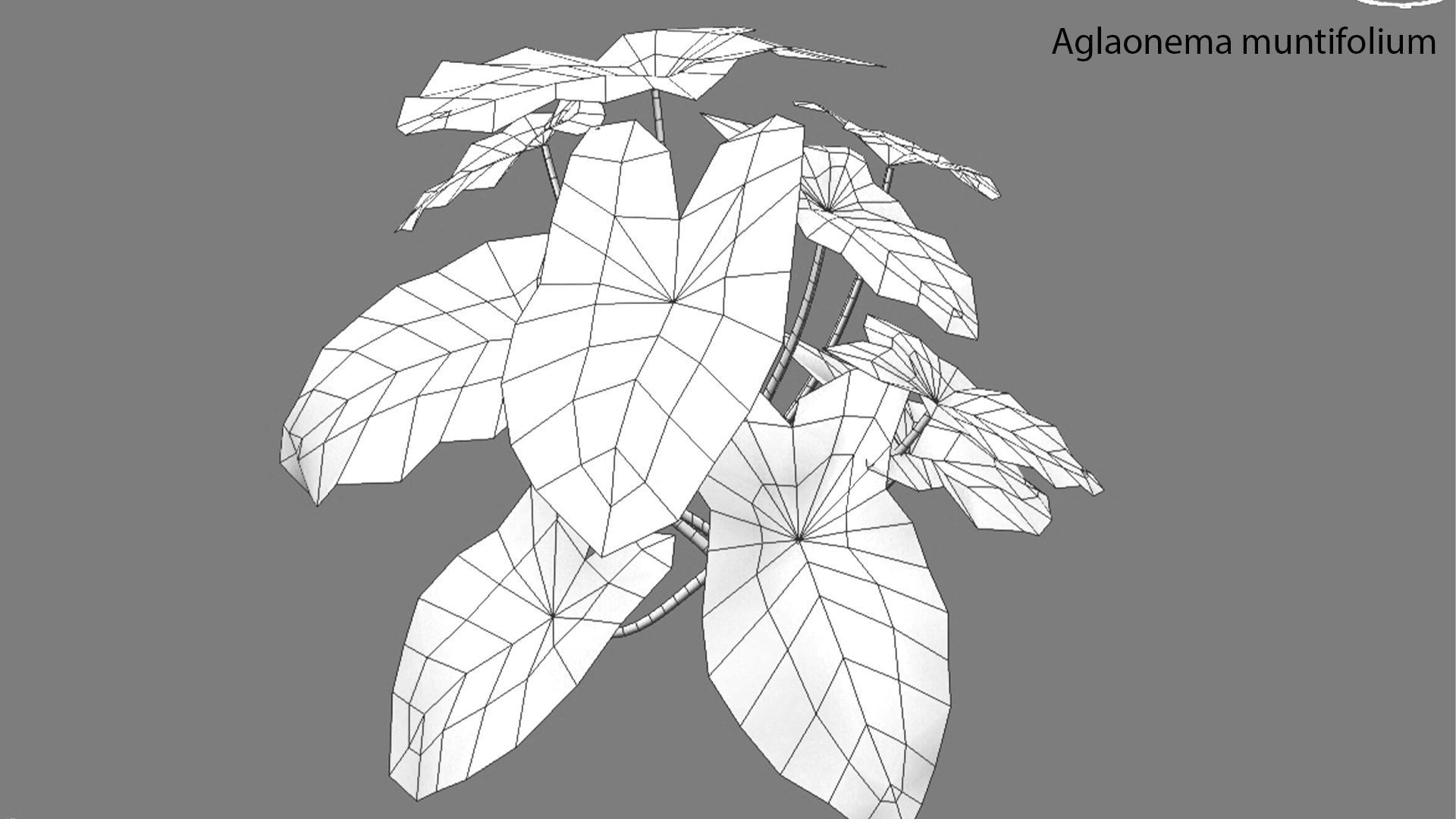 Aglaonema muntifolium GrowFX 3D model_1