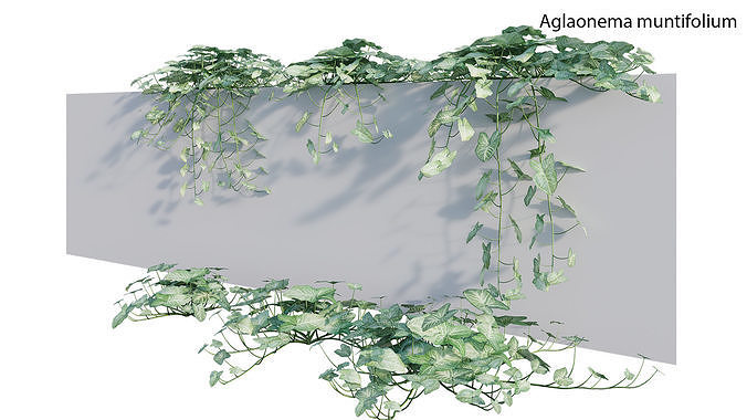 Aglaonema muntifolium 02 GrowFX 3D model