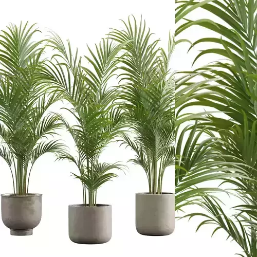 Dypsis Lutescens Set - Areca Palm 3D model