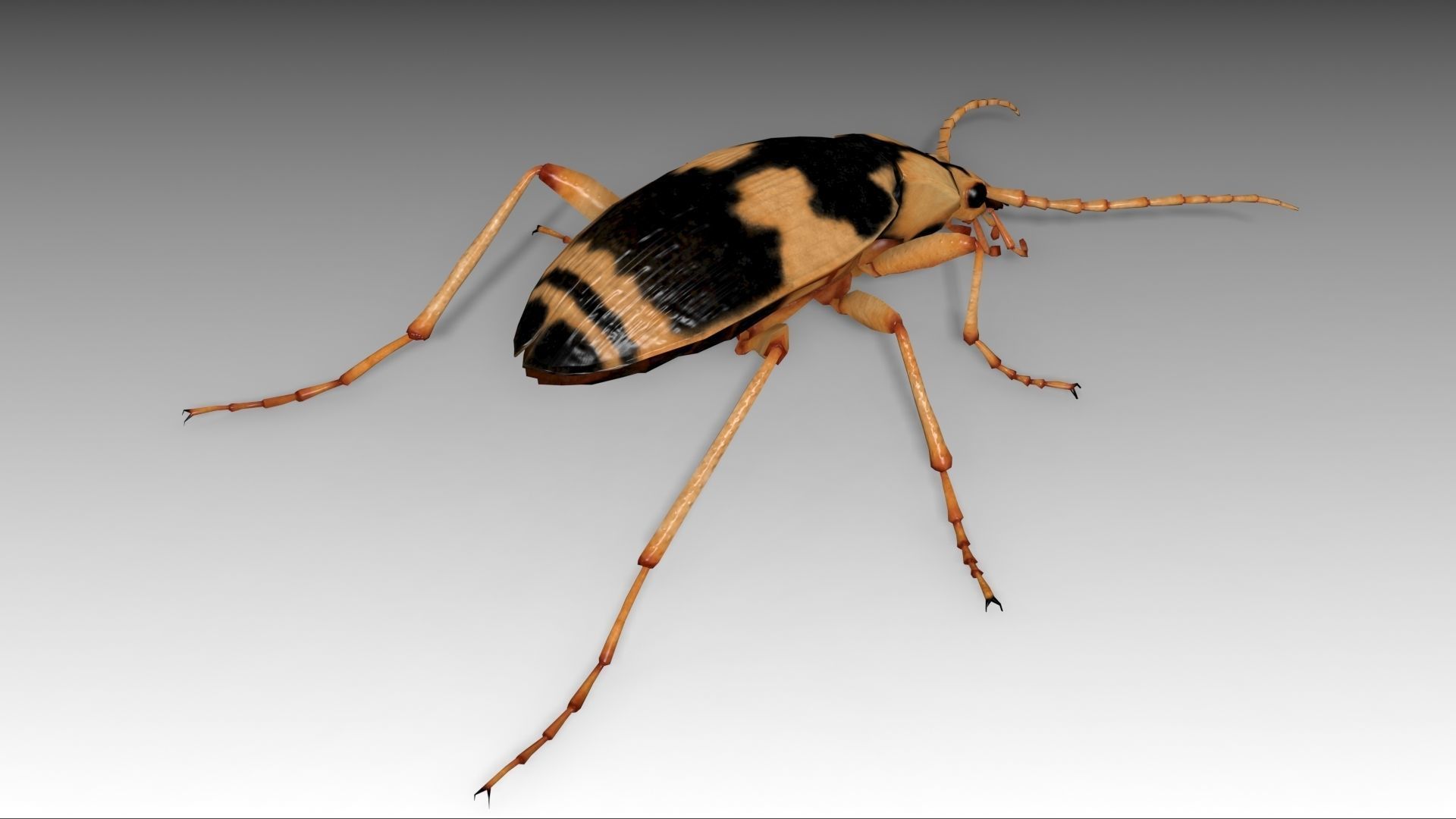Bombardier Beetle Low-poly 3D model_4