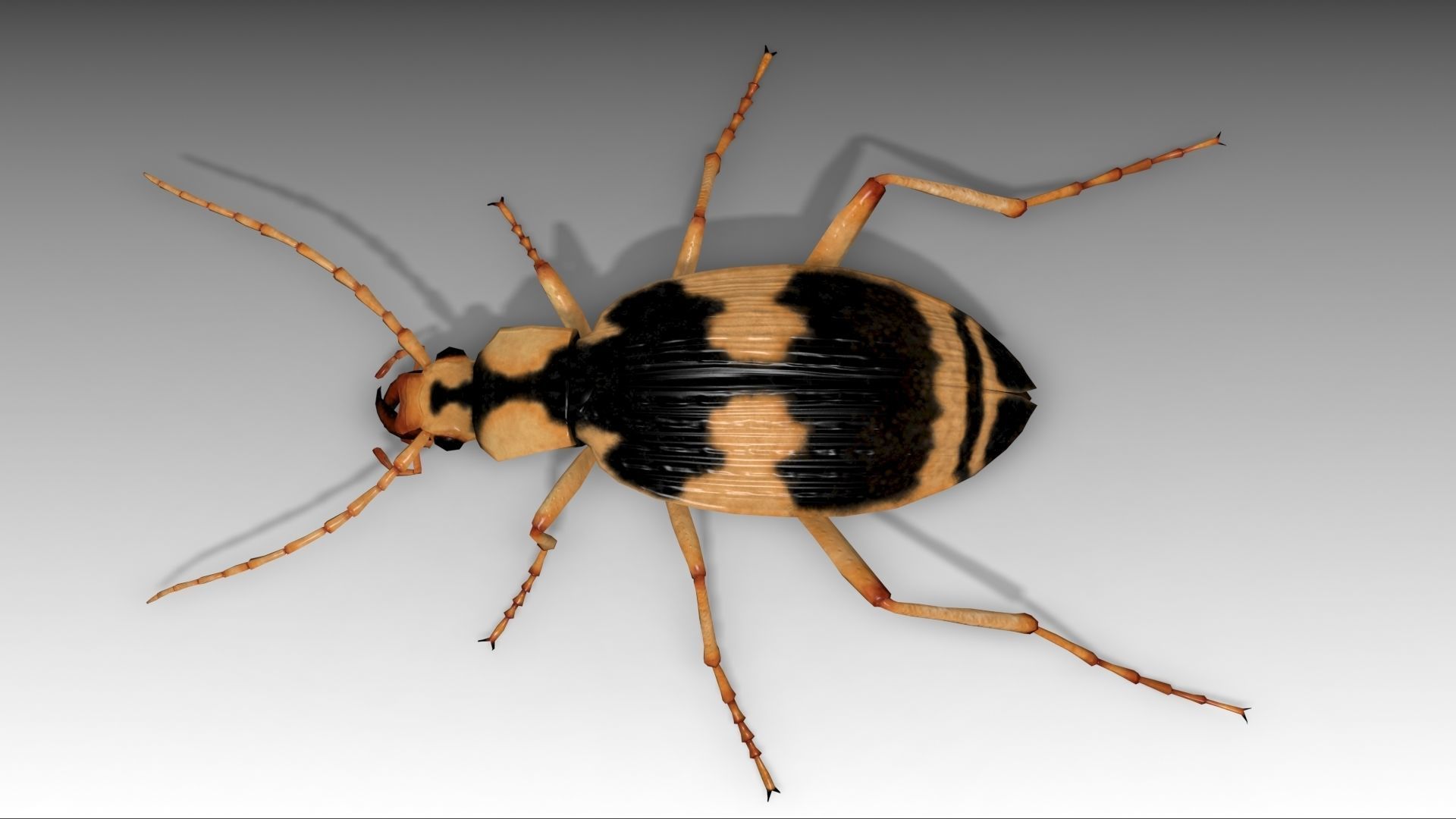 Bombardier Beetle Low-poly 3D model_5
