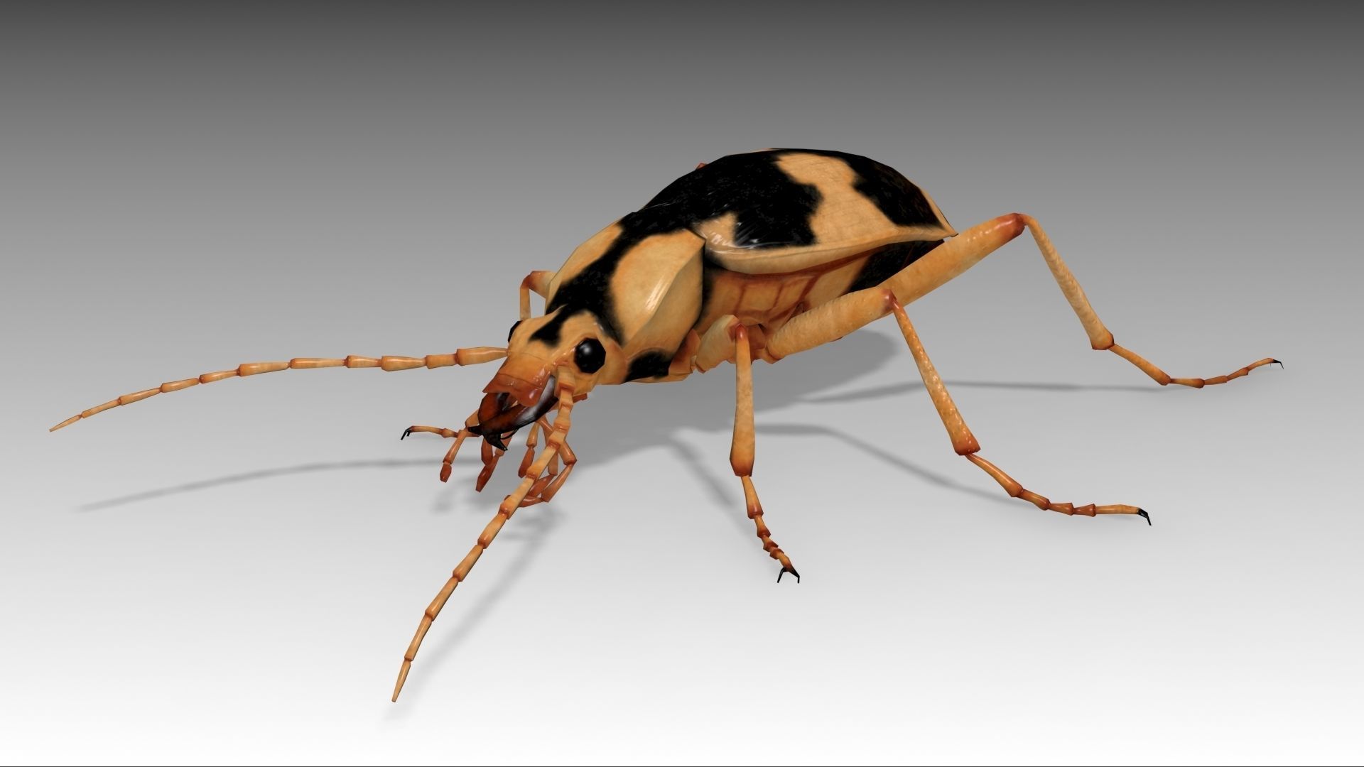 Bombardier Beetle Low-poly 3D model_2