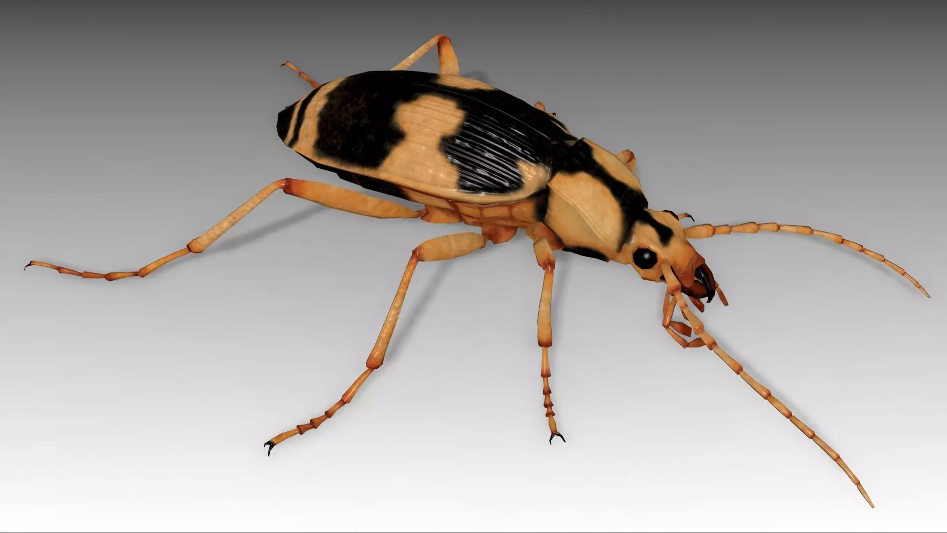 Bombardier Beetle Low-poly 3D model_0