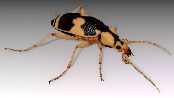 Bombardier Beetle Low-poly 3D model