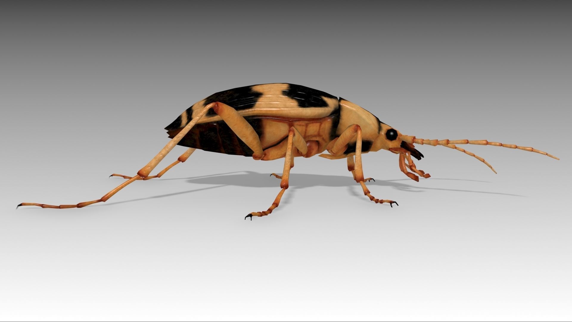 Bombardier Beetle Low-poly 3D model_3