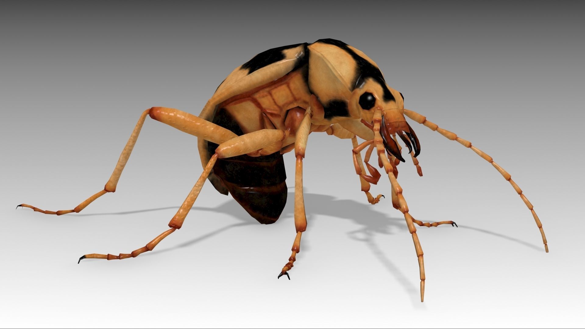 Bombardier Beetle Low-poly 3D model_6