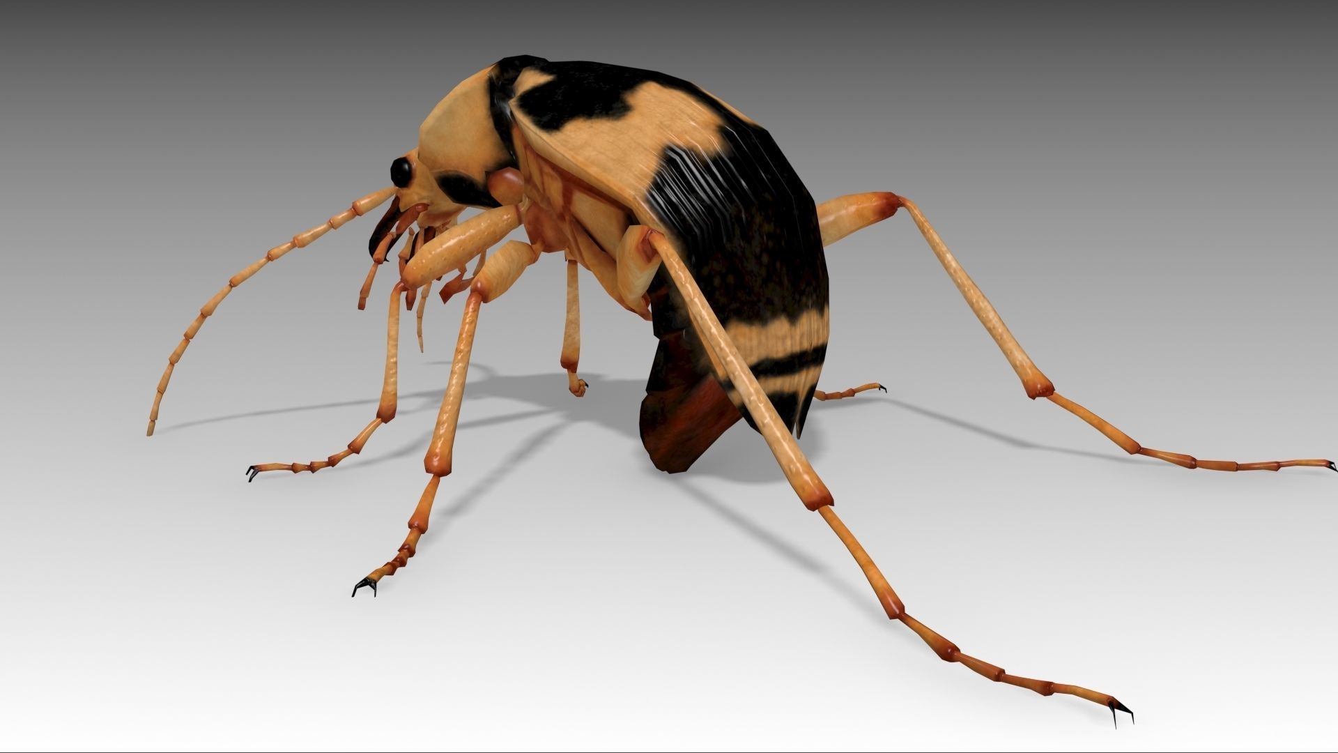 Bombardier Beetle Low-poly 3D model_7