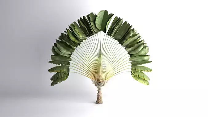 Ravenale - Madagascar