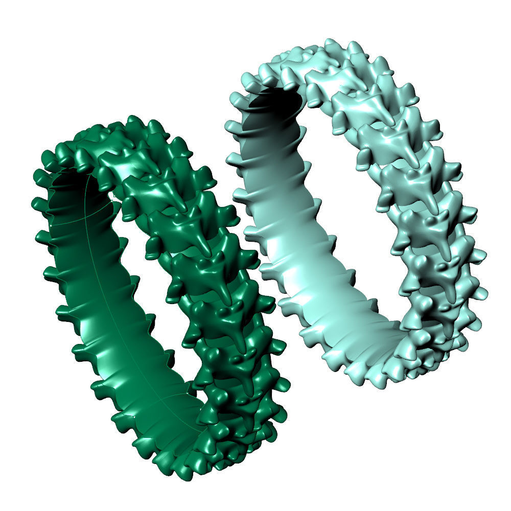 Spine Ring 6 mm Length 3D print model_10