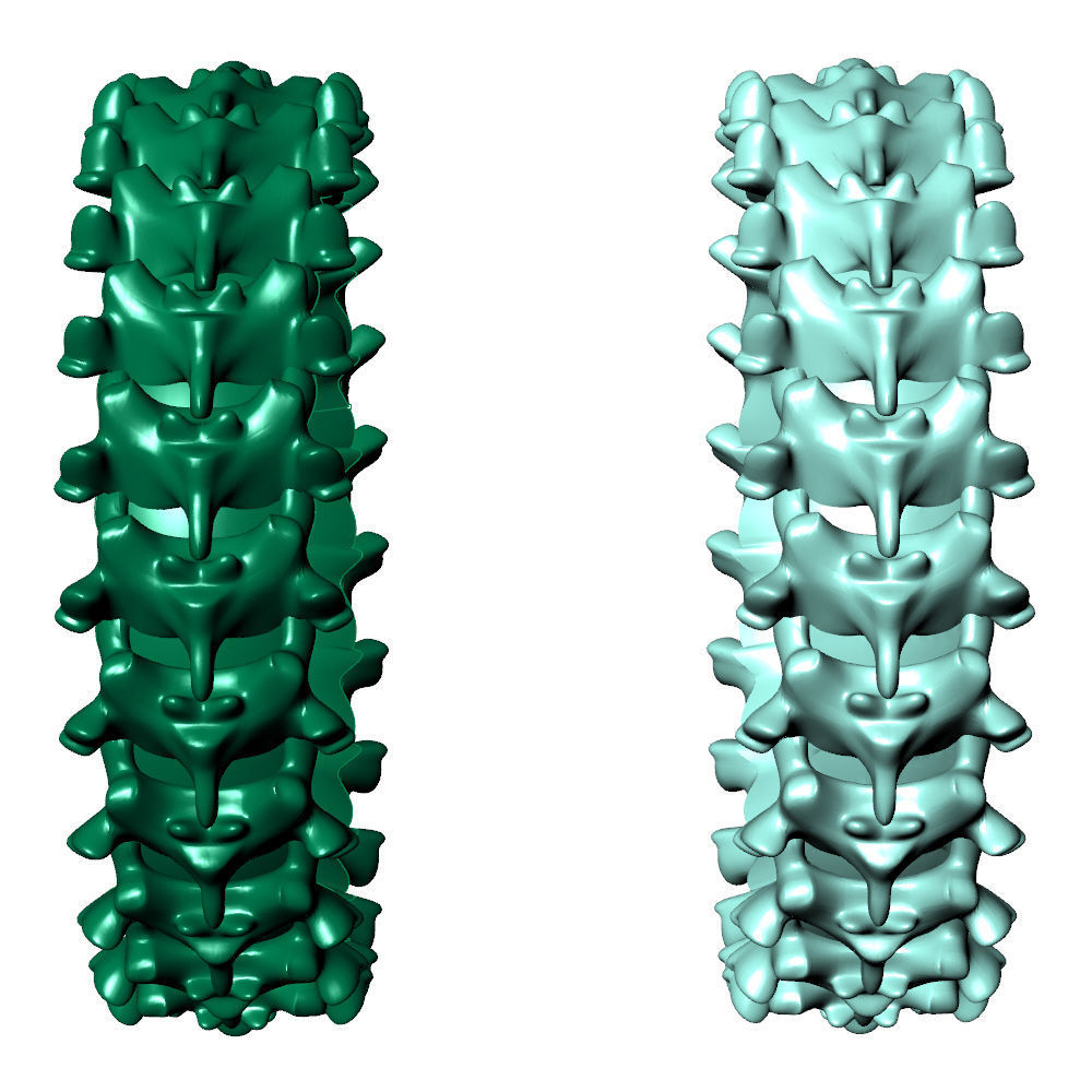 Spine Ring 6 mm Length 3D print model_11